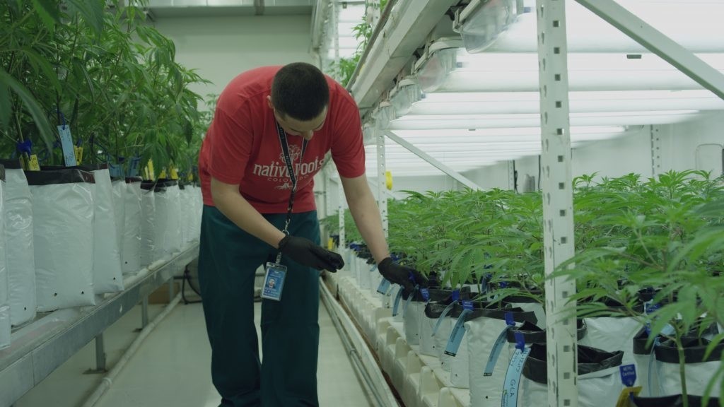 cannabis-grow-software