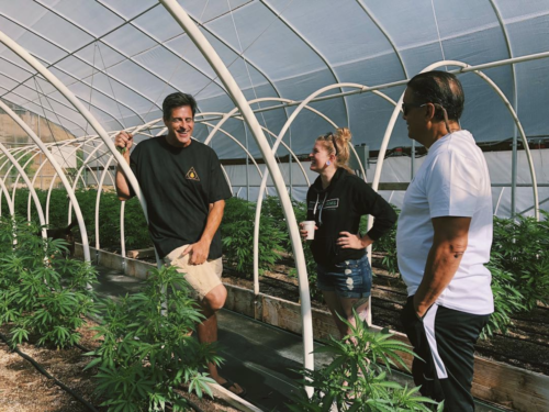 rocky mountain cannabis consulting