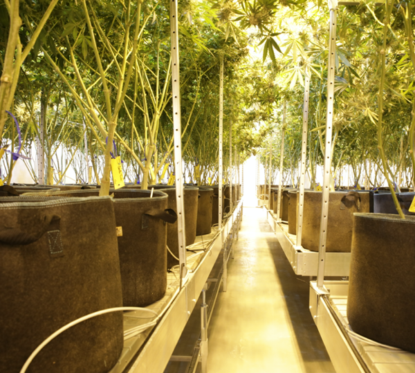 Dispensary grow