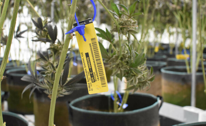 Metrc tag with a cannabis plant