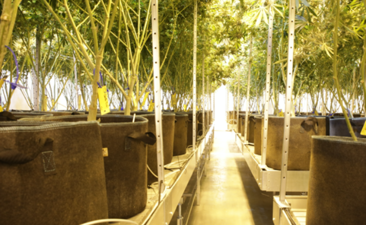 Dispensary grow